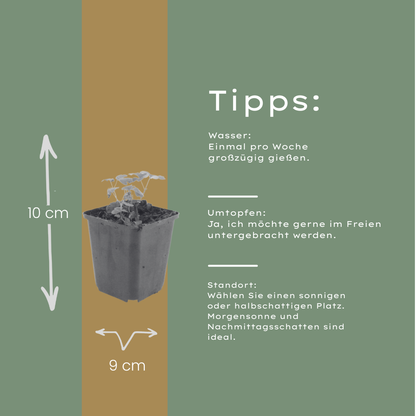 Akelei Aquilegia vulgaris – 48 Pflanzen – 10-25cm – Ø9cm – Winterharte Staude für Sonne & Halbschatten – Blühpflanze für Beet, Steingarten & Naturgarten