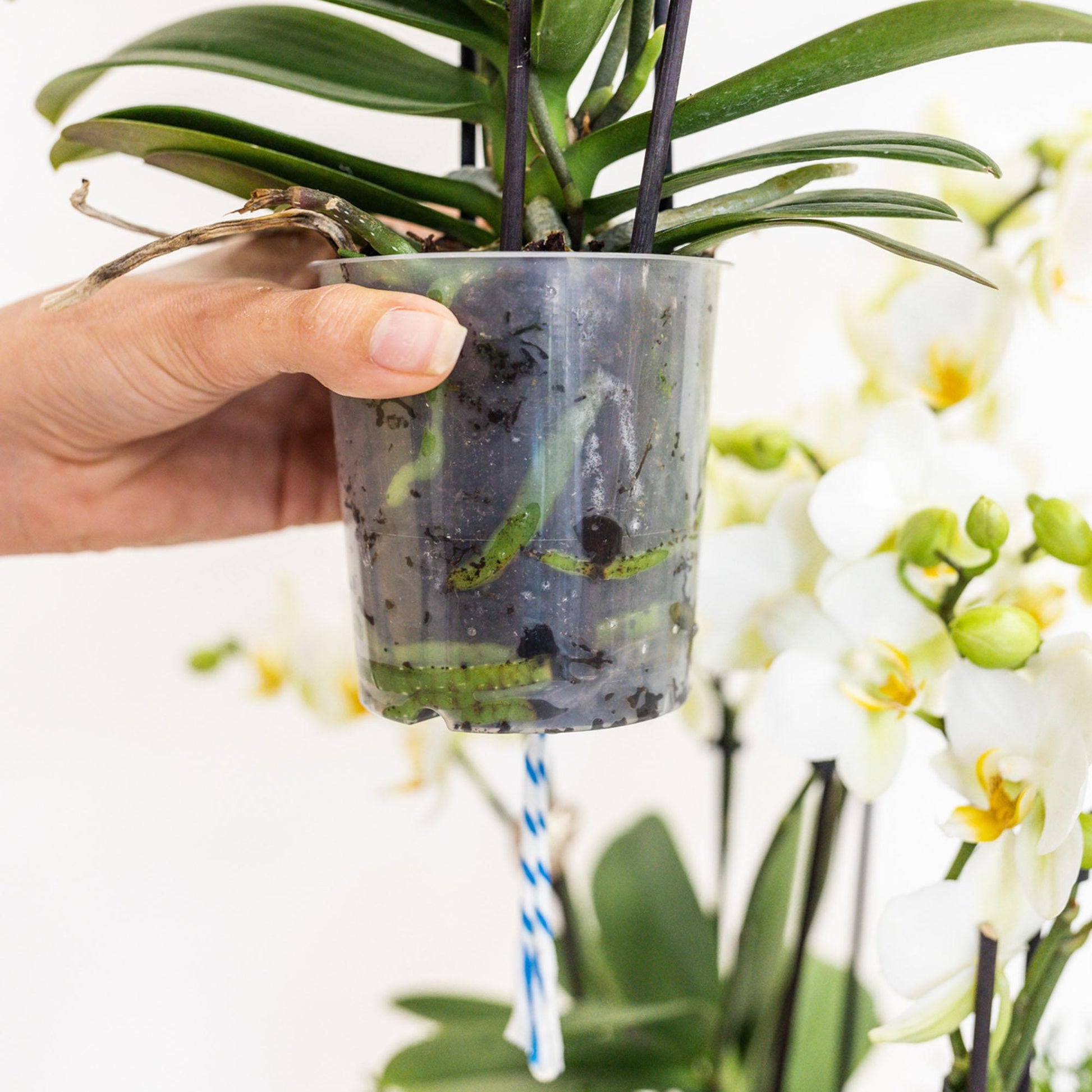 Kolibri Orchids | weißes Orchideen-Set im Schilfkorb inkl. Wassertank | drei gebogene weiße Orchideen Niagara Fall 12cm | Mono Bouquet weiß mit autarkem Wassertank 