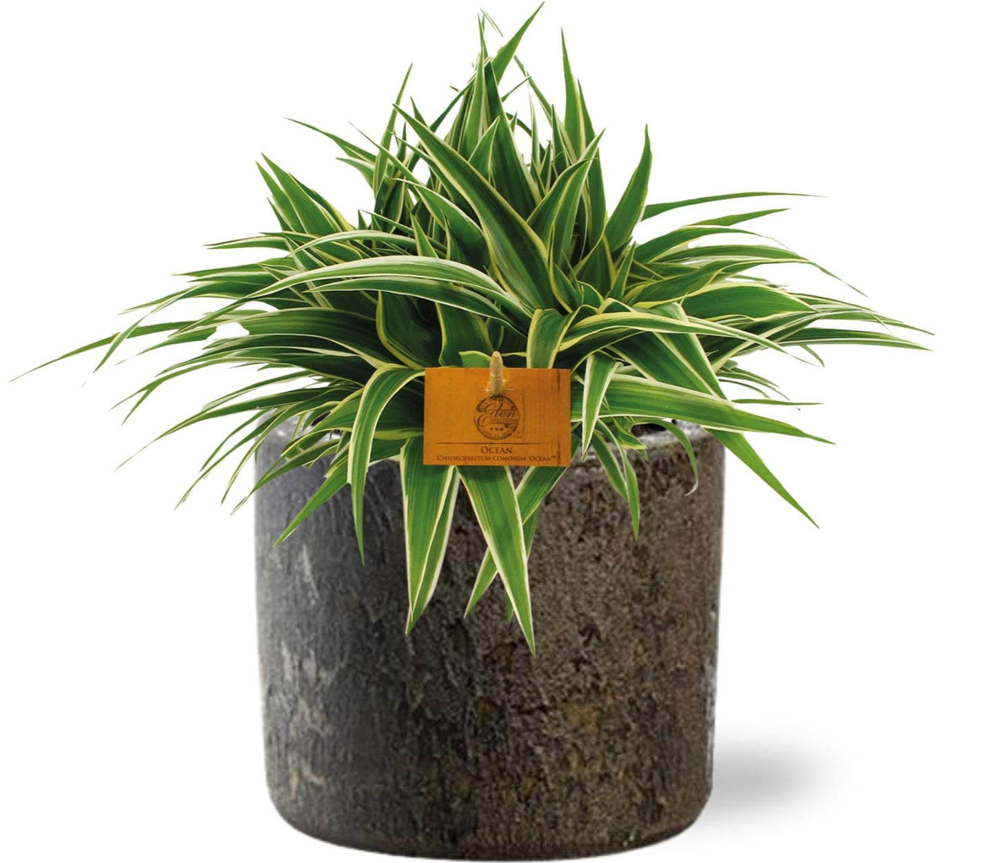 Grünlilie - Chlorophytum Ocean - Zimmerpflanze - Ø15cm - ↕25cm + Topf  D16x14cm - Braun 