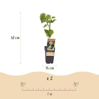 Weinrebe Vitis vinifera Boskoop Glory – Blaue Traube – 2 Pflanzen – Obstpflanze – 15cm – Höhe 50cm 