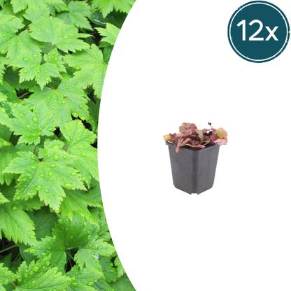 Tiarella cordifolia – 12 Pflanzen – Ø9cm – Höhe 10-25cm – Winterharte Schattenstaude – Weiße Blüten – Bodendecker für Gehölzrand, Beet & Waldgarten