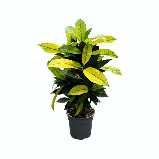 Croton 'Mrs. Iceton' – Zimmerpflanze – Ø17cm – ca. 65cm hoch – Buntlaubige Tropenpflanze – Pflegeleicht & dekorativ – Für helle Innenräume