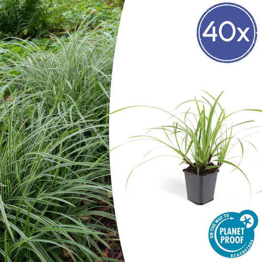 Weißrandige Segge Carex morrowii 'Ice Dance' – ↕10-25cm – Ø9cm – 40 Pflanzen – Immergrünes Ziergras & Bodendecker für Sonne & Schatten – Pflegeleicht & winterhart
