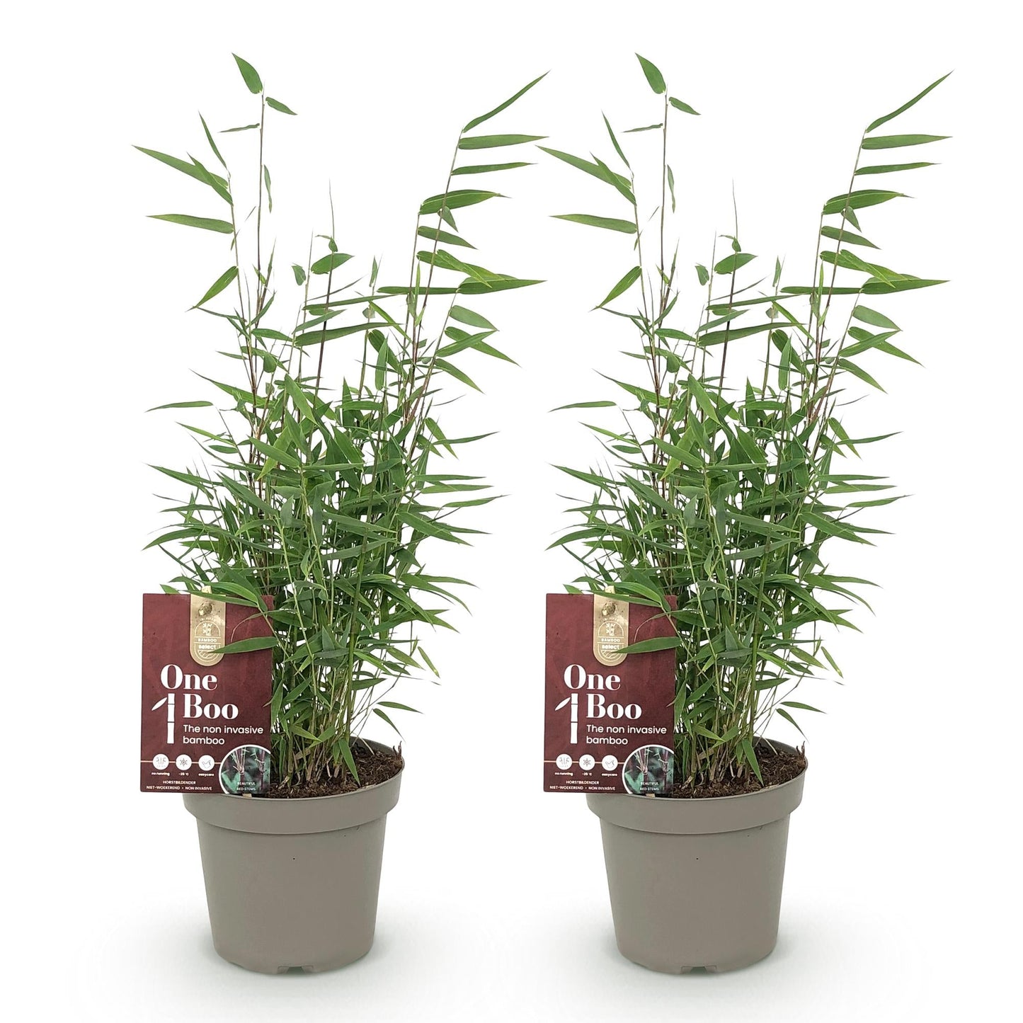 GreenboutiQ - Bambus - Fargesia Red Dragon - Grün - 2 Pflanzen - Immergrün - Nicht Ausbreitend - Topf 14cm Höhe 35cm 