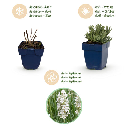 Lavendel 'Edelweiss' – Lavandula angustifolia 'Edelweiss' – 6 Pflanzen – Topf Ø11cm – Bienenfreundliche Staude für Garten & Balkon