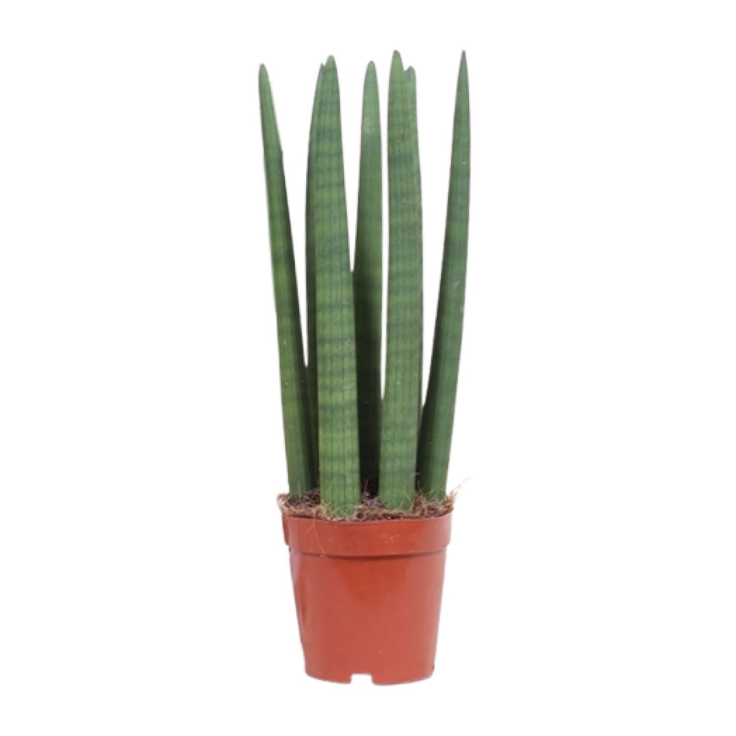 Schwiegermutterzunge – Sansevieria Straight – Zimmerpflanze – Ø12 cm Topf – Ca. 40 cm hoch – Pflegeleicht & luftreinigend – Ideal für kleine Räume & halbschattige Standorte 