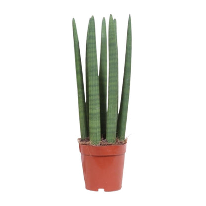 Schwiegermutterzunge – Sansevieria Straight – Zimmerpflanze – Ø12 cm Topf – Ca. 40 cm hoch – Pflegeleicht & luftreinigend – Ideal für kleine Räume & halbschattige Standorte 