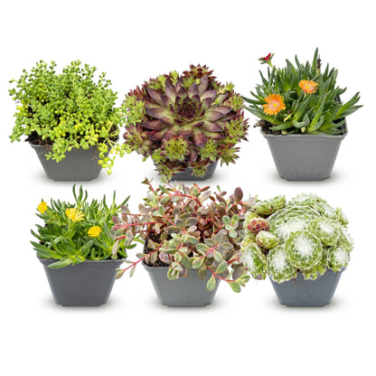 Alpen-Mix – Sortenmix für den Steingarten – 6 Pflanzen – Topf Ø7cm – Höhe 10-12cm