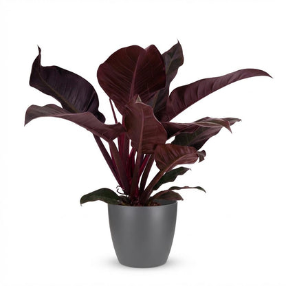 Philodendron Imperial Red Baumfreund 60cm – Zimmerpflanze mit roten Blättern im Potter Grau Übertopf Ø19cm – glänzendes Laub, kompakter Wuchs – pflegeleicht, luftverbessernd für Wohnung & Büro 