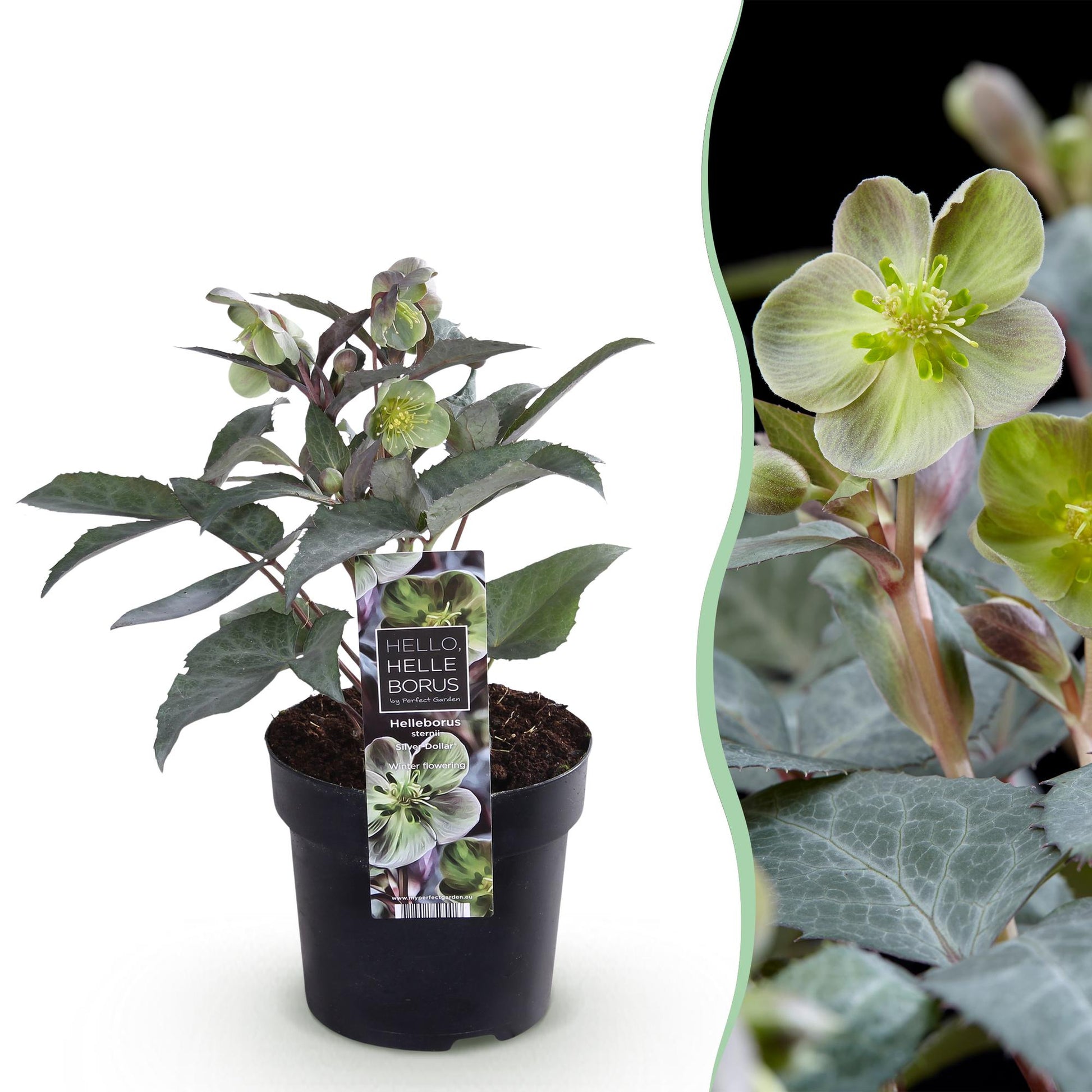 GreenboutiQ - Gartenpflanze - Lenten Rose Helleborus sternii Silver Dollar - Grüne Blume - 1 Pflanze - Immergrün - Topf 14cm Höhe 35cm 
