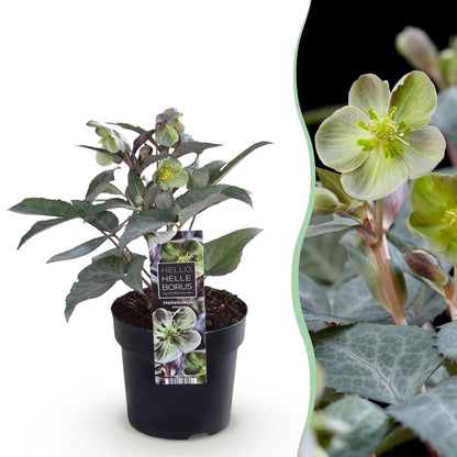 GreenboutiQ - Gartenpflanze - Lenten Rose Helleborus sternii Silver Dollar - Grüne Blume - 1 Pflanze - Immergrün - Topf 14cm Höhe 35cm 