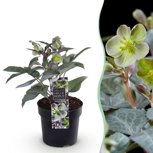 GreenboutiQ - Gartenpflanze - Lenten Rose Helleborus sternii Silver Dollar - Grüne Blume - 1 Pflanze - Immergrün - Topf 14cm Höhe 35cm 