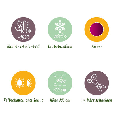 GreenboutiQ - Gartenpflanze - Acer palmatum Atropurpureum - Lila - 1 Pflanze - Laubabwerfend - Wenig Pflege - Topf 12cm Höhe 35cm 