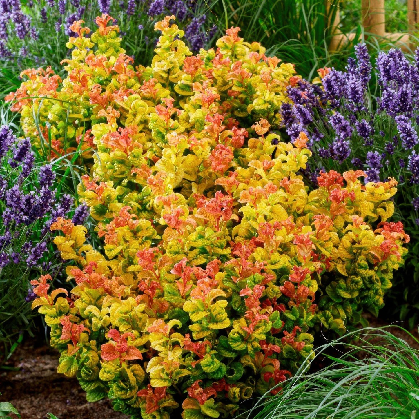 GreenboutiQ - Gartenpflanze - Leucothoe Curly Gold - Gelb - 2 Pflanzen - Immergrün - Wenig Pflege - Topf 17cm Höhe 40cm 