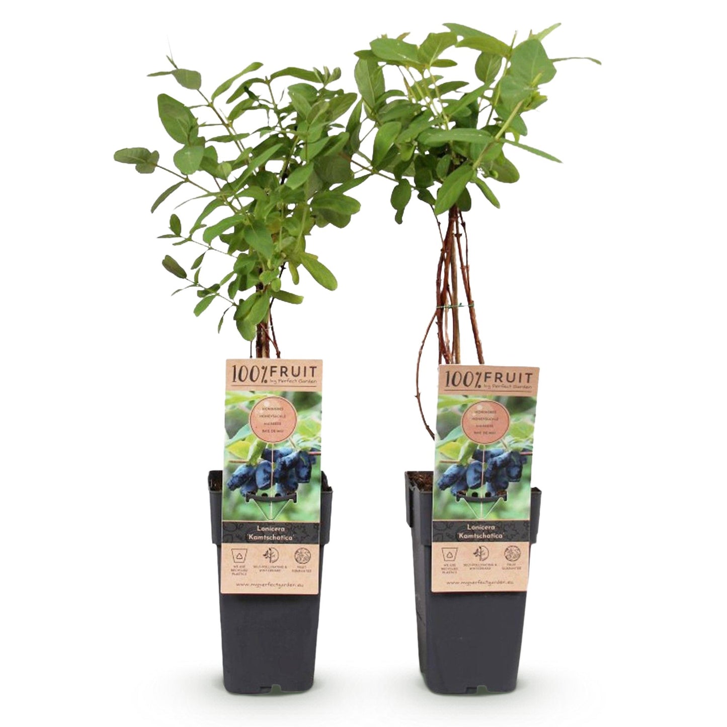 Blaubeere - Honigbeere - Lonicera caerulea Kamchatika - Obstpflanze - 2 Pflanzen - Topf 15cm Höhe 50cm