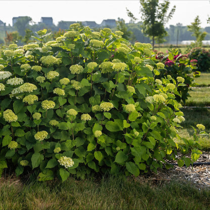 Green boutiQ - Gartenpflanze - Hydrangea arborescens FlowerWOW - Hortensie - Winterhart - Weiß - 1 Pflanze - Topf 14cm - Höhe 20-30cm 