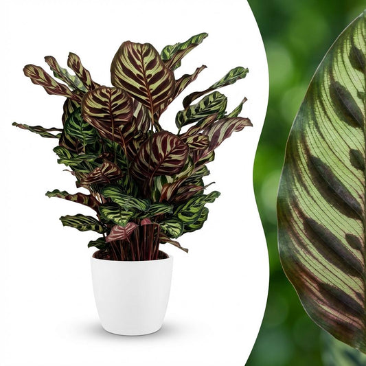 Calathea Makoyana Pfauen Korbmarante 70cm – Zimmerpflanze im weißen Übertopf Ø19cm – dekorative Blattzeichnung mit violetter Unterseite – pflegeleicht, luftreinigend für Wohnung & Büro 