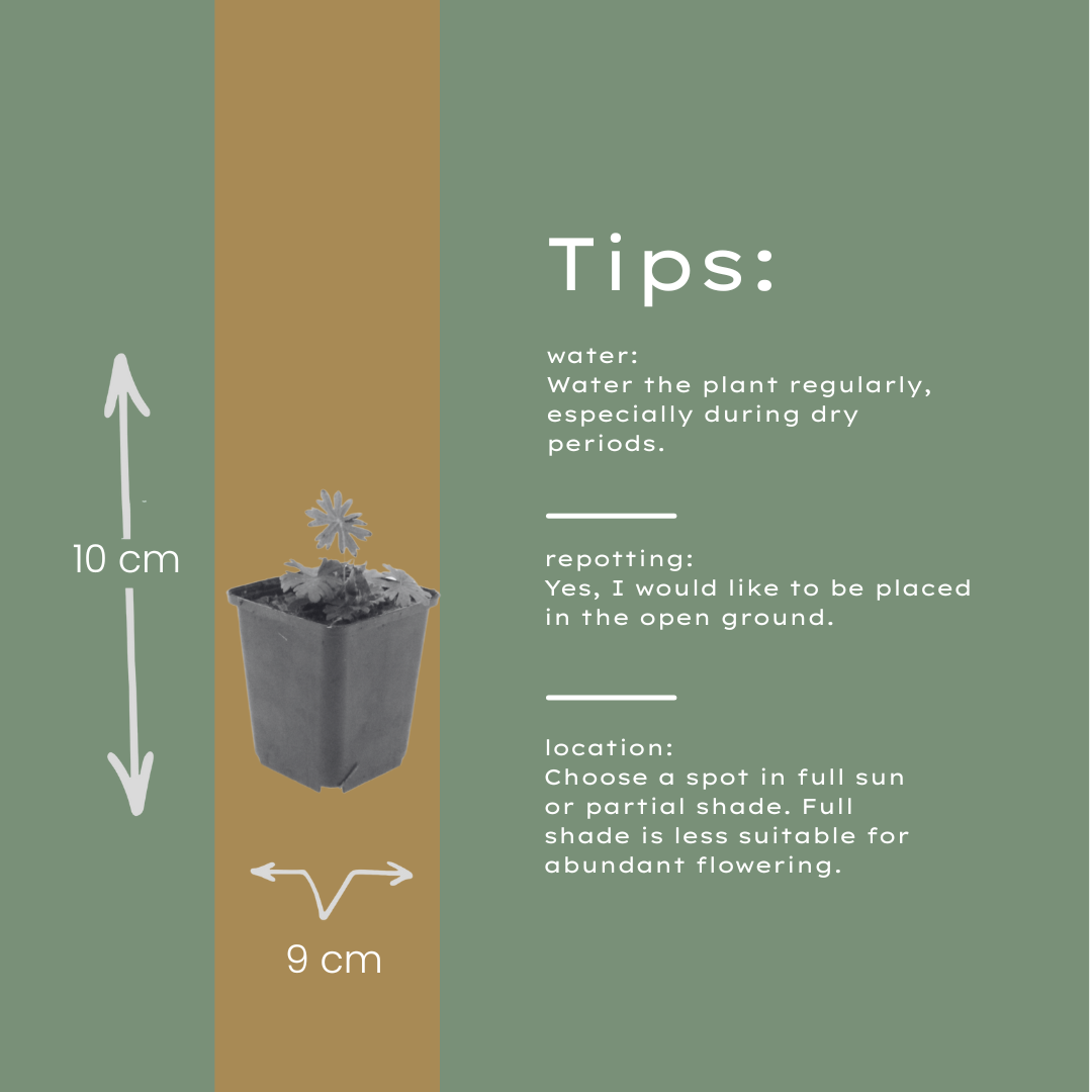 Geranium sanguineum Blut-Storchschnabel – 12 Pflanzen Ø9cm – Höhe10-25cm – Rosa rote Blütenstaude für sonnige Beete & Steingarten – Winterhart pflegeleicht – Robuster Bodendecker