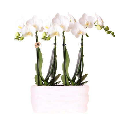 Kolibri Orchids | Weißes Orchideenset in Como-Schale inkl. Wasserreservoir | Zwei Weiße Amabilis-Orchideen 9cm 