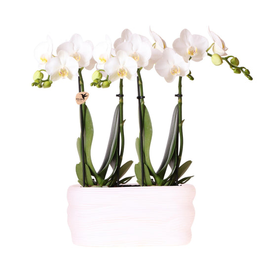 Kolibri Orchids | Weißes Orchideenset in Como-Schale inkl. Wasserreservoir | Zwei Weiße Amabilis-Orchideen 9cm 
