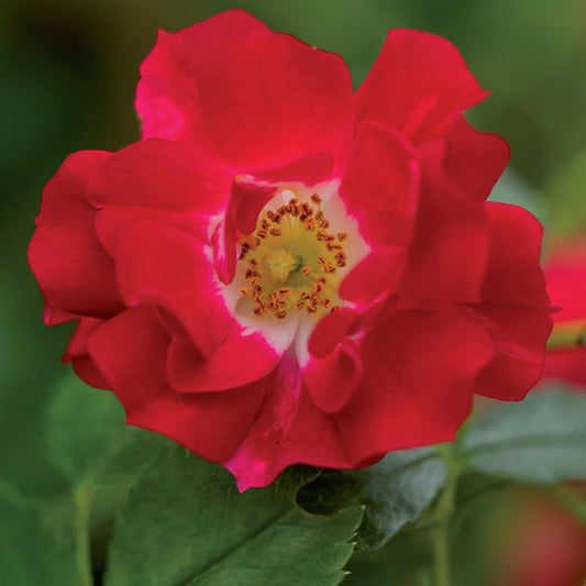 Kletterrose – Rosa Red Queen – Rote Blüten – Stark duftend – 2 Pflanzen – 11cm – Höhe 40cm – Geringer Pflegeaufwand 