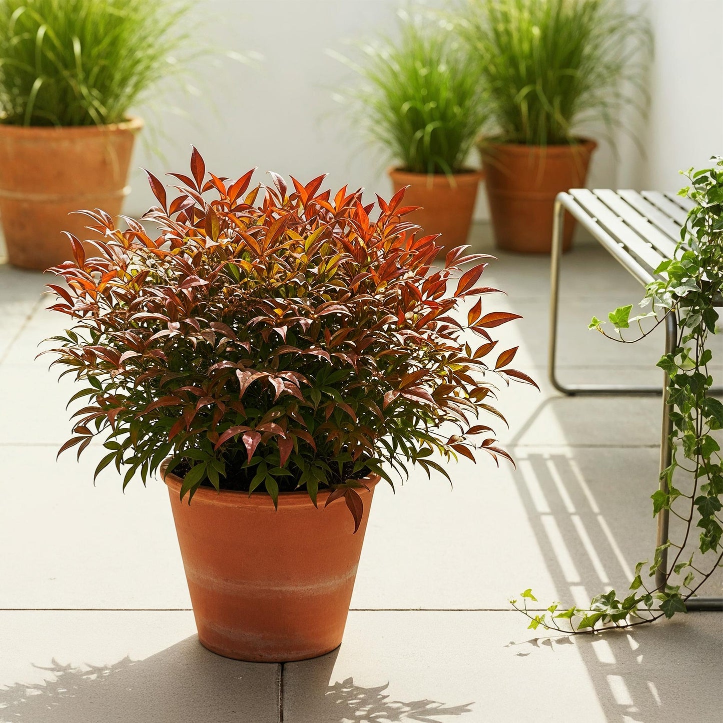 GreenboutiQ - Gartenpflanze - Nandina Gulfstream - Orange - 2 Pflanzen - Immergrün - Pflegeleicht - Topf 17cm Höhe 45cm 