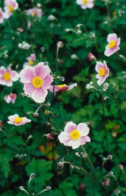 Filzige Herbst-Anemone - Anemone tom. 'Robustissima' - ↕10-25cm - Ø9cm - 60 Stück