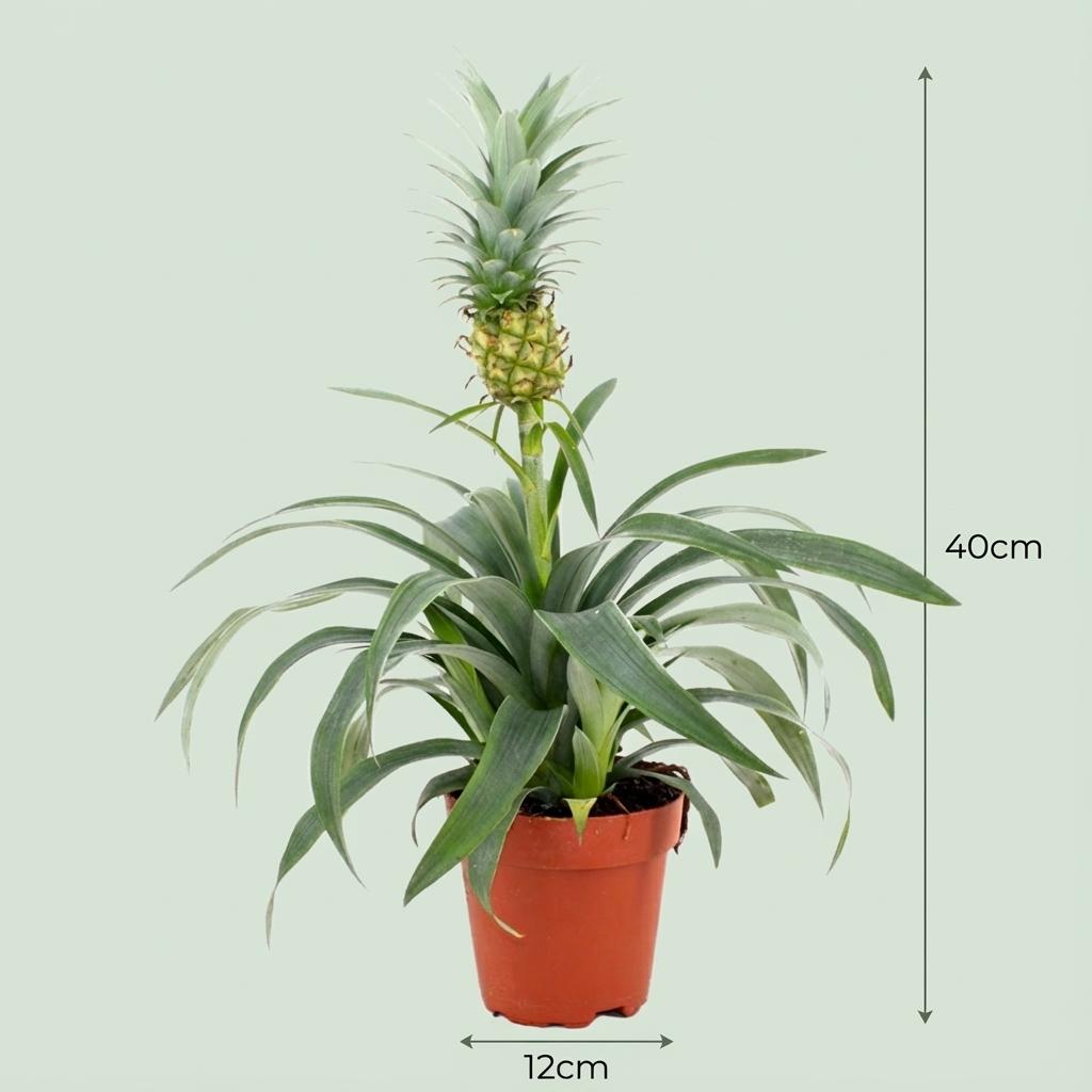 Ananaspflanze Mi Amigo – 2 Pflanzen – Ø12cm – Höhe 35–40cm – Tropische Zimmerpflanze mit Zierananas – Exotische Dekopflanze für Zuhause 