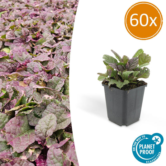 Kriechender Günsel Ajuga reptans 'Burgundy Glow' – ↕10-25cm – Ø9cm – 60 Pflanzen – Immergrüner Bodendecker & pflegeleicht – Bienenfreundlich & winterhart