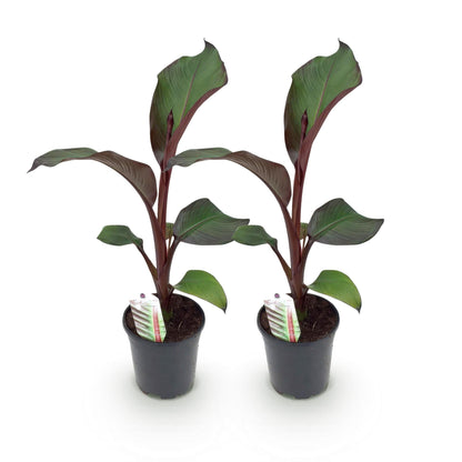 Bananenpflanze Ensete ventricosum Maurelli – 2 Pflanzen – Winterhart – Obstpflanze – Ø17 cm, Höhe ca. 40 cm – Exotischer Blickfang für Garten, Balkon & Terrasse 