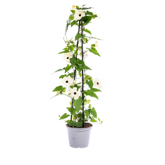 Schwarzäugige Susanne - Thunbergia alata Sunny Susy White - Ø13 cm - ↕60 cm - 4 Pflanzen 