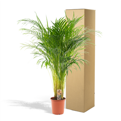 Goldfruchtpalme Areca – Zimmerpflanze Ø21cm – 110cm hoch – Luftreinigende tropische Palme für gesundes Raumklima – frisch aus der Baumschule 