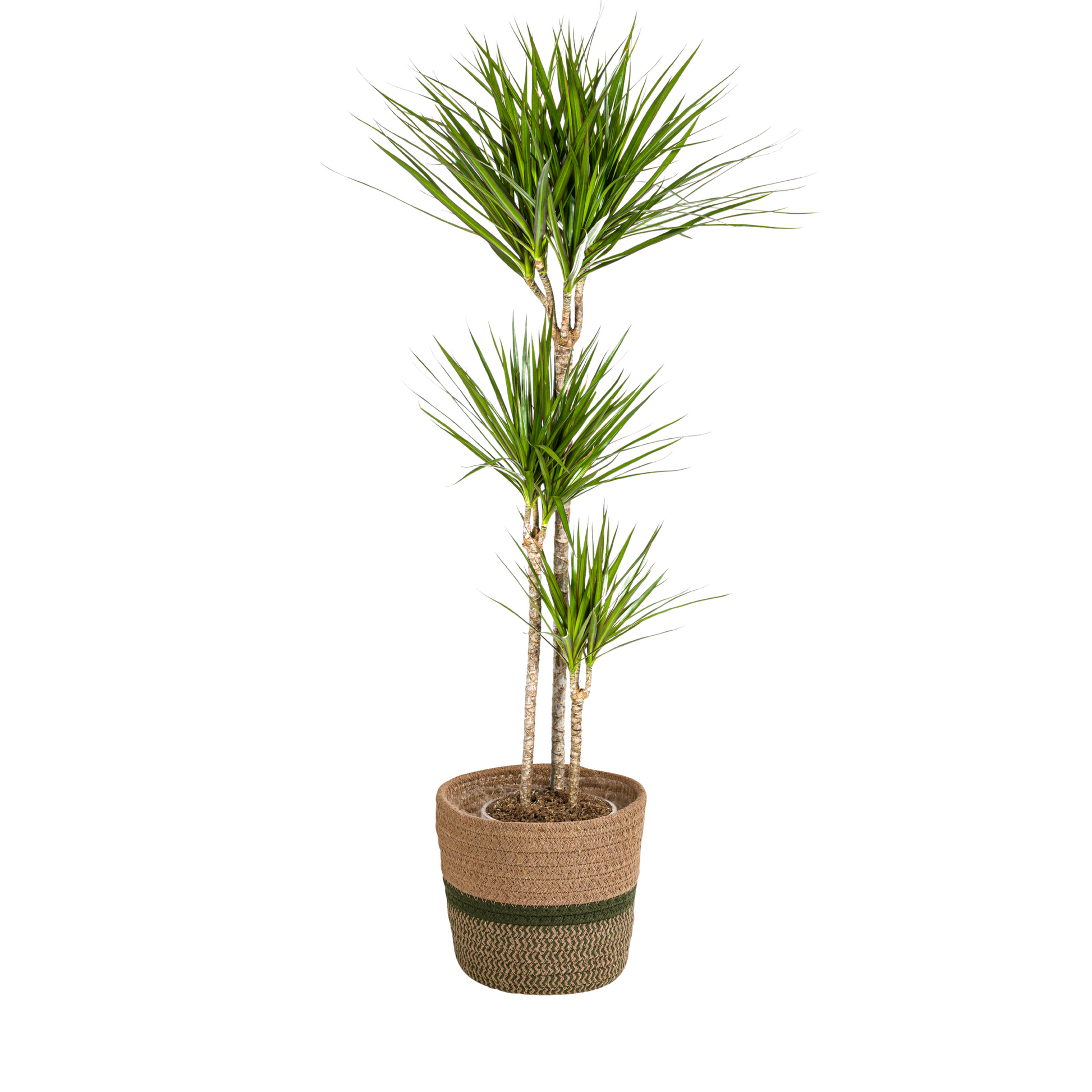 Dracaena Marginata Green mit Korb Ø24cm - ↕130 - 150cm 