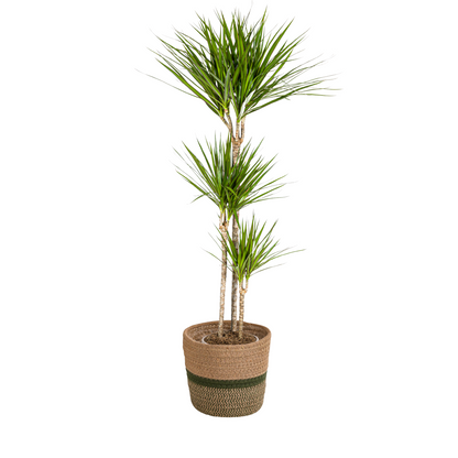 Dracaena Marginata Green mit Korb Ø24cm - ↕130 - 150cm 