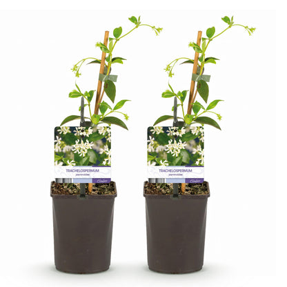 Toskanischer Sternjasmin - Trachelospermum jasminoides - Immergrün - 2 Pflanzen - 11cm Höhe 40cm