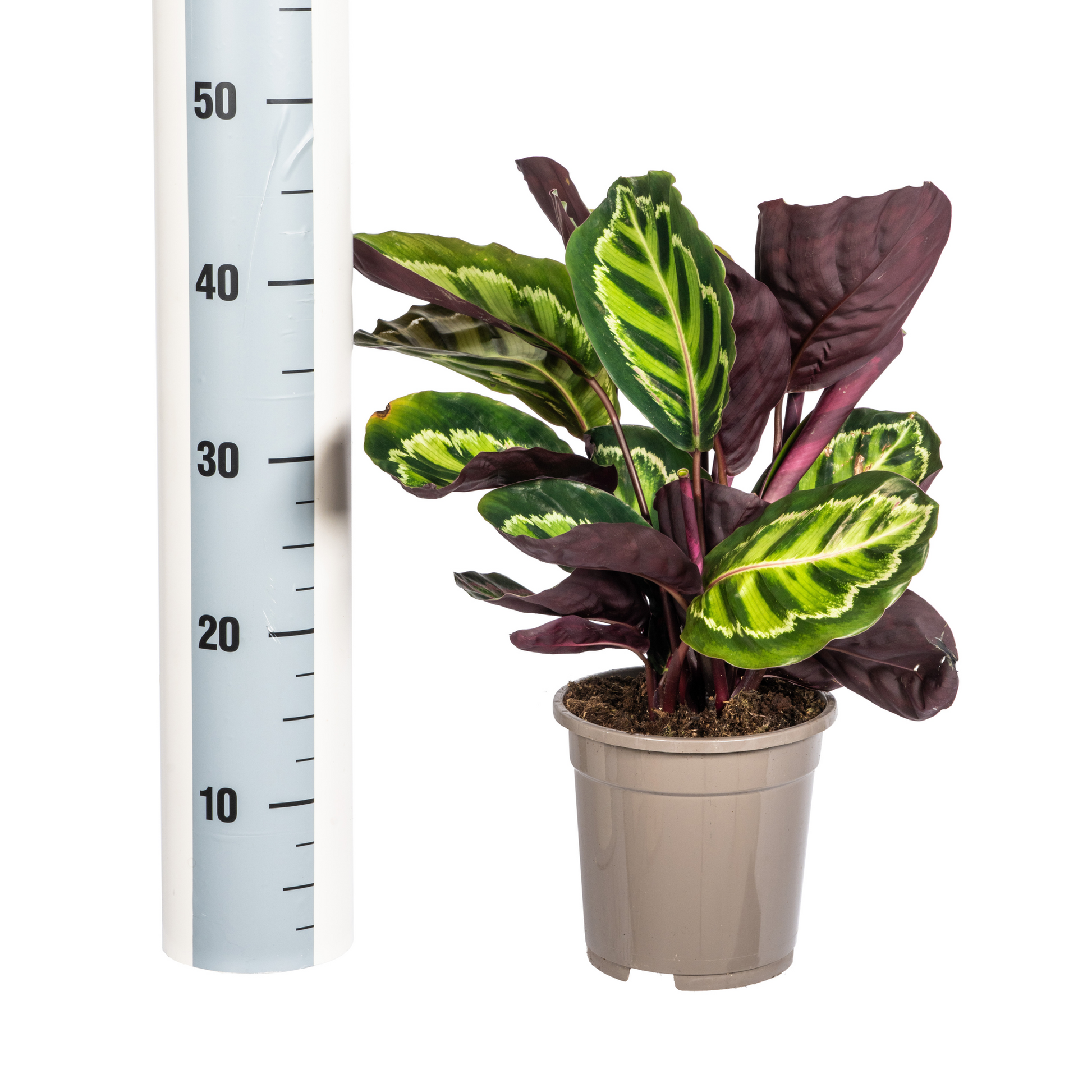 Korbmarante Calathea Roseopicta – Zimmerpflanze – Ø17 cm – 40–50 cm hoch – dekoratives Blattwerk 