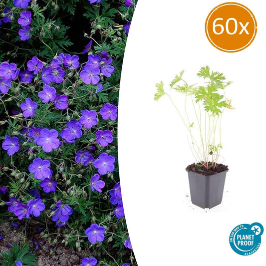 Storchschnabel Geranium 'Johnson's Blue' – ↕10-25cm – Ø9cm – 60 Pflanzen – Winterharte Staude & Bodendecker – Blaue Blüten