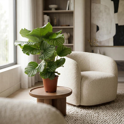 Korbmarante Calathea Orbifolia – Ø17cm – Höhe 40–50cm – Große silbrig gestreifte Blätter – Dekorative Zimmerpflanze für Wohnraum Büro & Schlafzimmer 