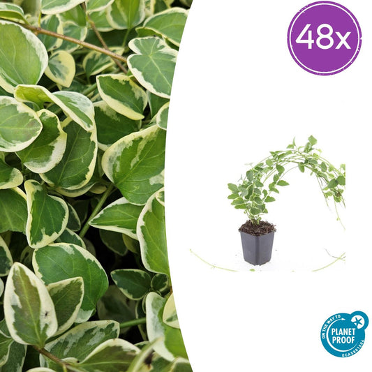 Vinca major 'Variegata' – 48 Pflanzen – immergrüner Bodendecker mit cremeweiß gerandeten Blättern – winterhart & pflegeleicht 