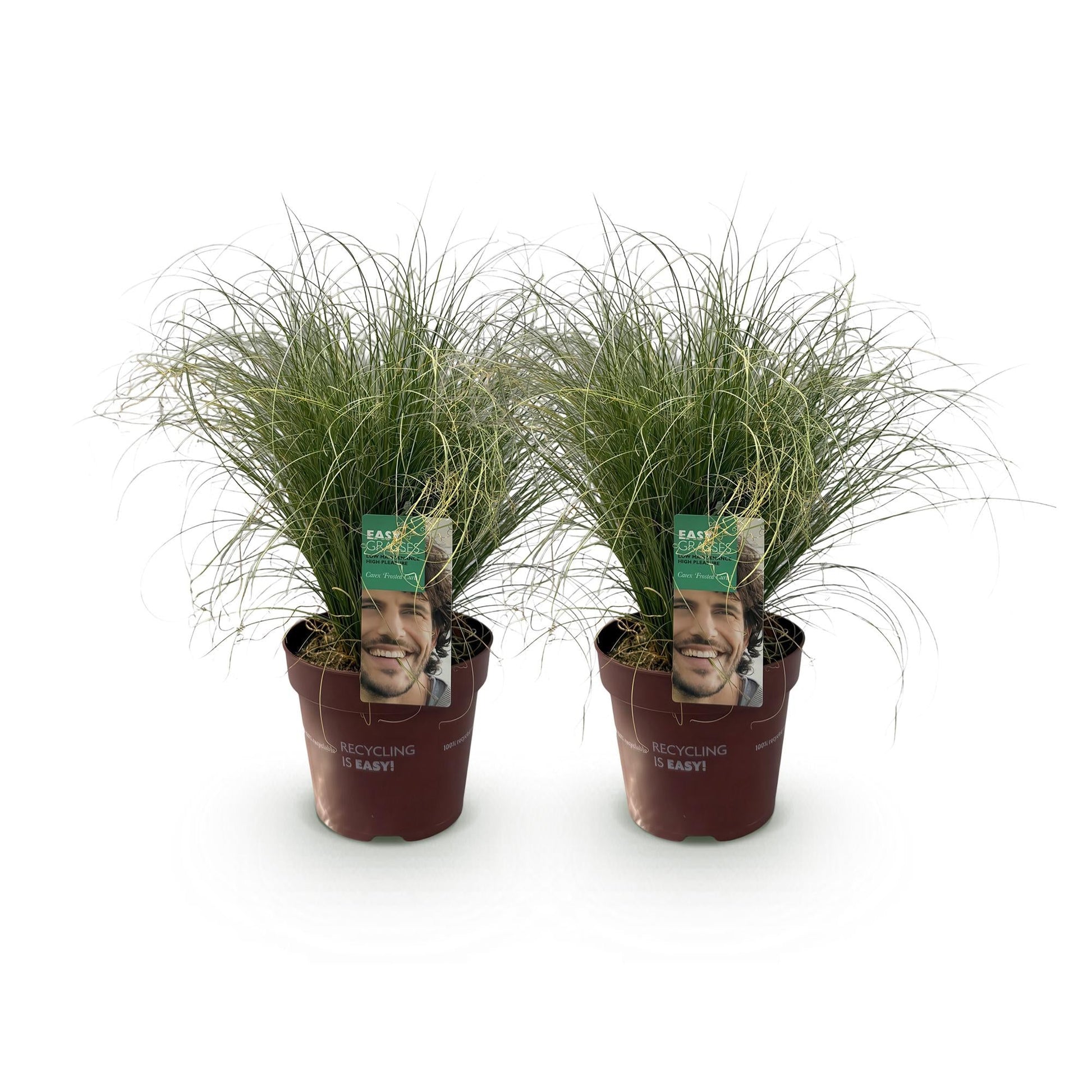 Neuseeland Segge Carex comans Frosted Curls – 2 Pflanzen Ø17cm – Immergrün – Pflegeleicht – Elegantes Ziergras mit silbernem Glanz – Höhe ca. 50cm 