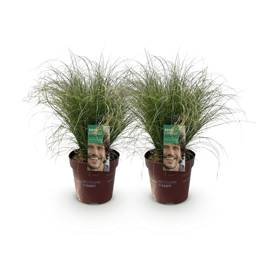 Neuseeland Segge Carex comans Frosted Curls – 2 Pflanzen Ø17cm – Immergrün – Pflegeleicht – Elegantes Ziergras mit silbernem Glanz – Höhe ca. 50cm 