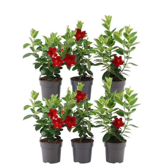Kletterpflanze - Dipladenia Red - Mandevilla Red - Ø12 cm - ↕25 cm - 6 Stück