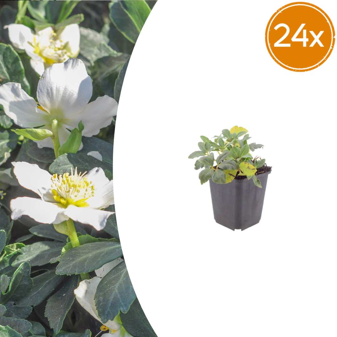 Helleborus niger Christrose – 24 Pflanzen – Ø9cm – Höhe 10-25cm – Winterblühende Staude für Schattenbeet, Unterpflanzung & Wintergarten