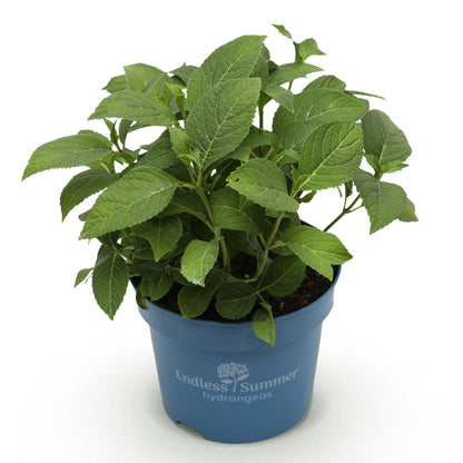 Green boutiQ - Gartenpflanze - Hydrangea Endless Summer The Bride - Hortensie - Winterhart - Weiß - 1 Pflanze - Topf 14cm - Höhe 20-25cm 