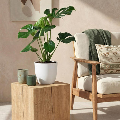Green boutiQ - Zimmerpflanzen - Monstera Deliciosa - Fensterblatt - Pflegeleicht - Grün - 1 Pflanze - mit Potter Weiß - Topf 21cm - Höhe 70-80cm 