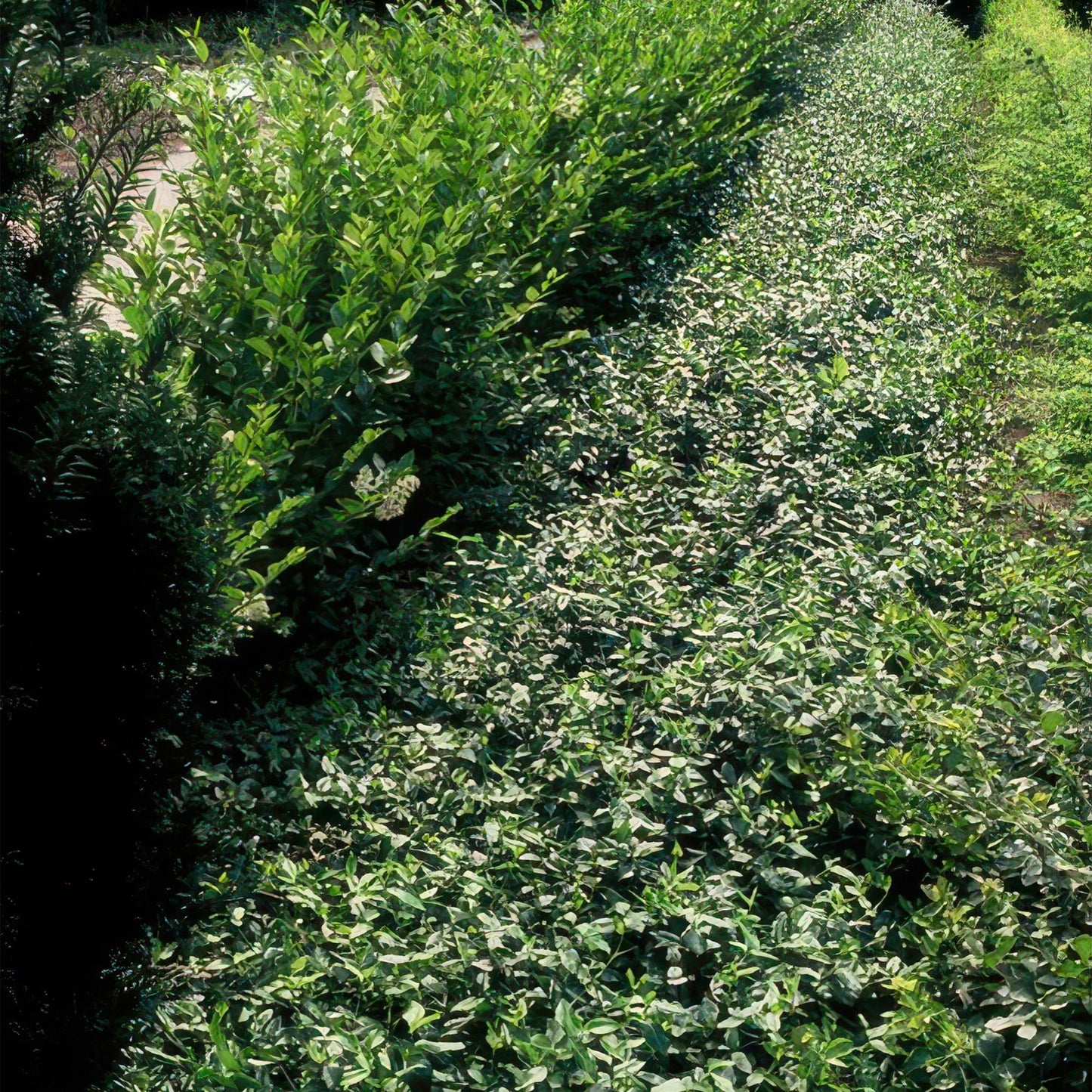 Immergrüne Kriechspindel – Euonymus fortunei radicans – ↑10-25cm – Ø9cm – 60 Pflanzen – Bodendecker, winterhart & pflegeleicht – Schattengarten & Kletterpflanze