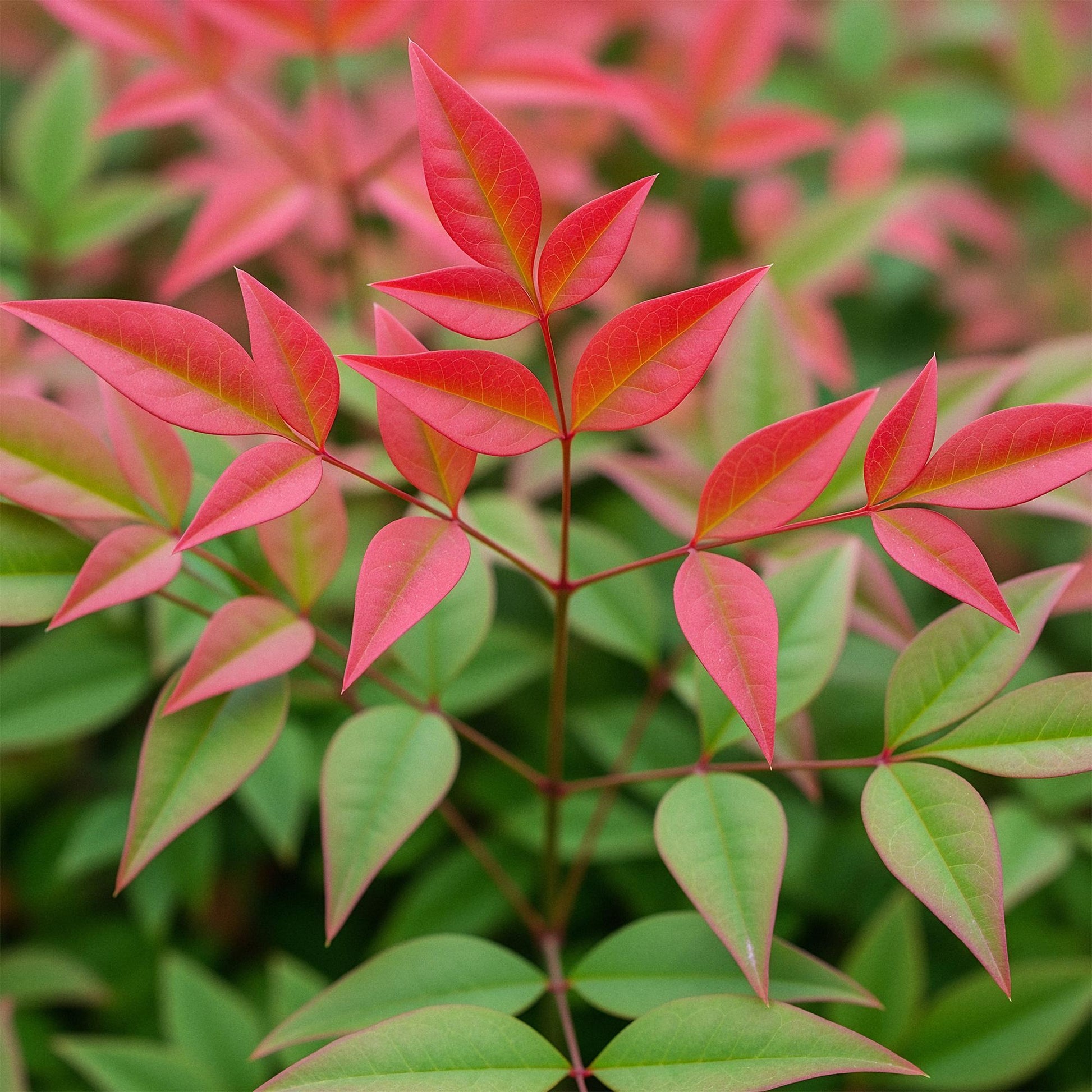 GreenboutiQ - Gartenpflanze - Nandina Obsessed - Rot - 1 Pflanze - Immergrün - Wenig Pflege - Topf 17cm Höhe 45cm 