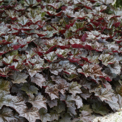 Heuchera mic. 'Palace Purple' – 48 Pflanzen– ↕10-25cm – Ø9cm – Schattengarten Staude – Dunkel-Purpur Blätter – Blüten ab Juli – Bienen- & Schmetterlingsfreundlich
