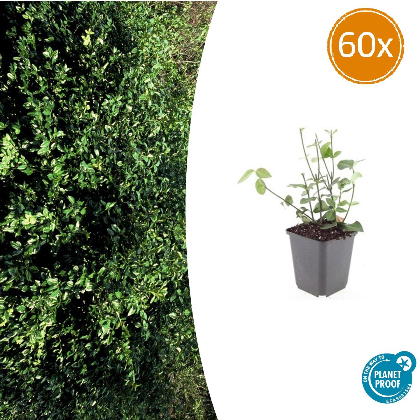 Purpur-Kriechspindel – Euonymus fortunei 'Coloratus' – ↕10-25 cm – Ø9 cm – 60 Pflanzen – Bodendecker – Winterhart & Pflegeleicht – Herbstbeeren – Vielseitig