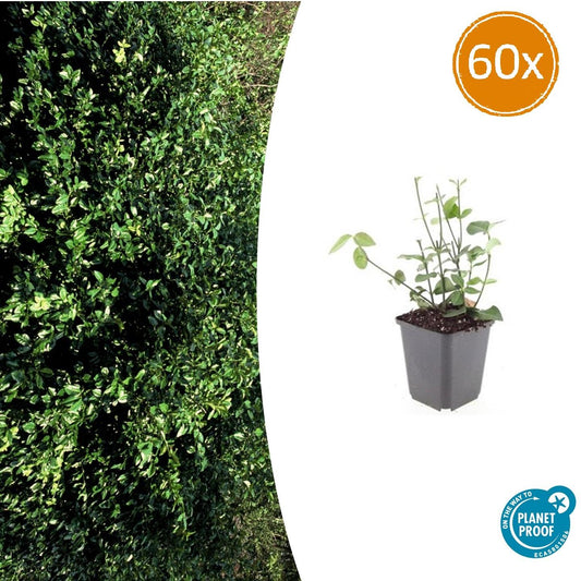 Purpur-Kriechspindel – Euonymus fortunei 'Coloratus' – ↕10-25 cm – Ø9 cm – 60 Pflanzen – Bodendecker – Winterhart & Pflegeleicht – Herbstbeeren – Vielseitig
